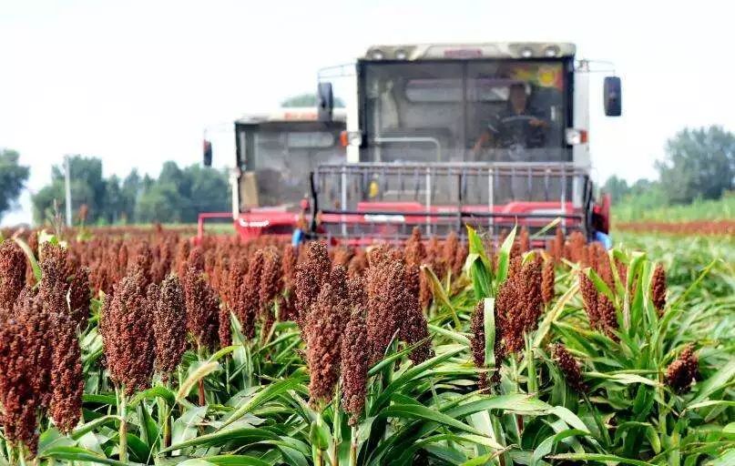 酿酒高粱价格行情揭秘,日常故事背后的价格波动影响