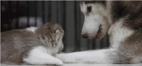 电视剧母子连心，心灵与自然的温暖之旅