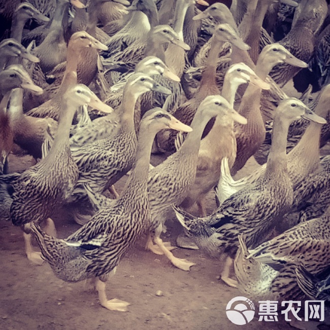 灯饰灯具 第124页