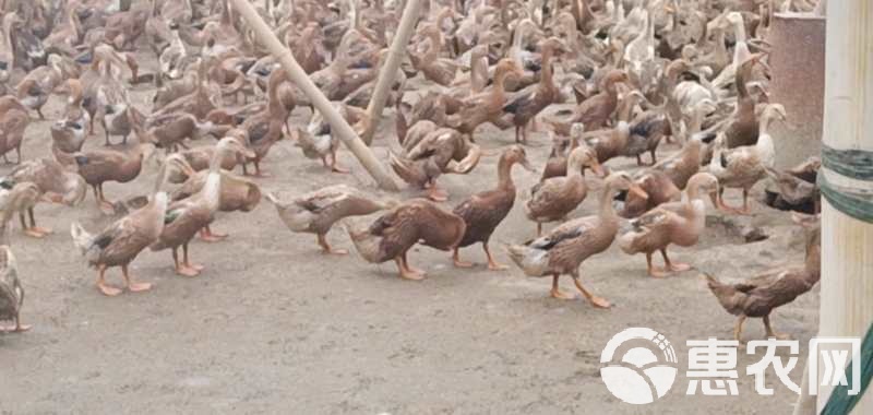 金定鸭行情与友情涟漪的交织故事