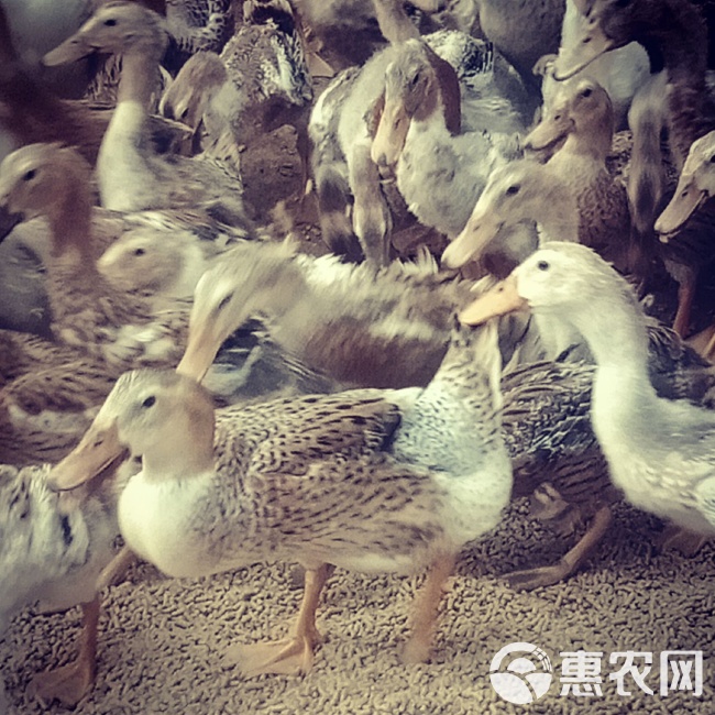 金定鸭行情与友情涟漪的交织故事