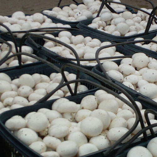 科技新品引领未来,双孢菇种植革命与行情展望