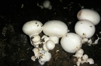 科技新品引领未来,双孢菇种植革命与行情展望