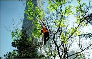 马树最新资讯，完成任务与学习新技能的详细步骤指南