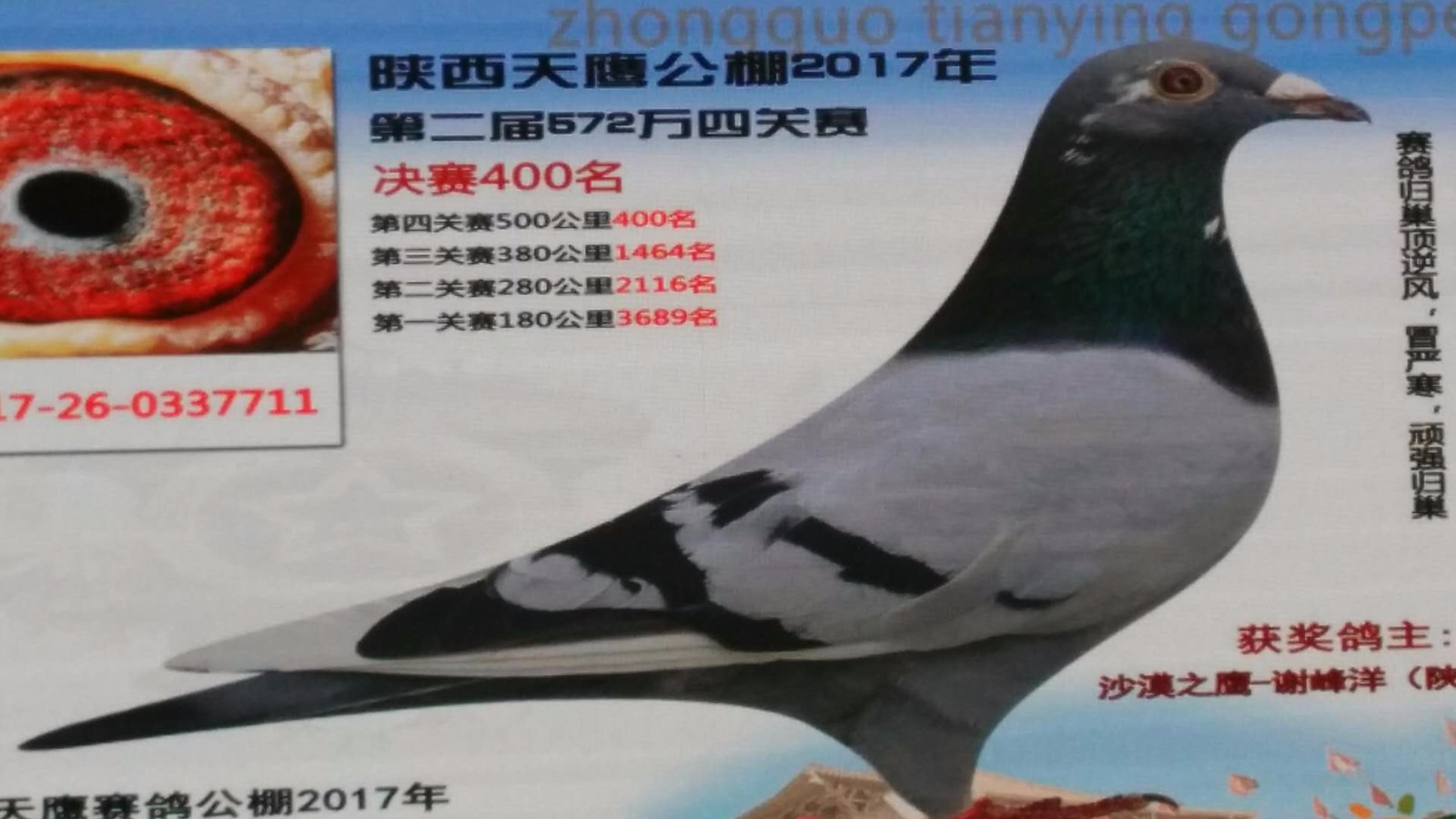 天鹰公棚历程回顾，最新消息铸就辉煌篇章