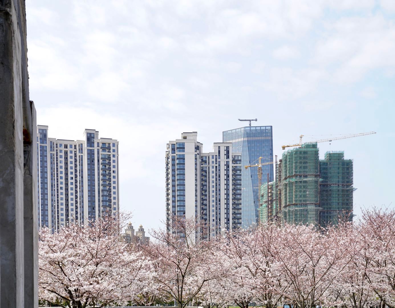 樱花园置换最新进展揭秘,科技重塑生活,焕发新生希望