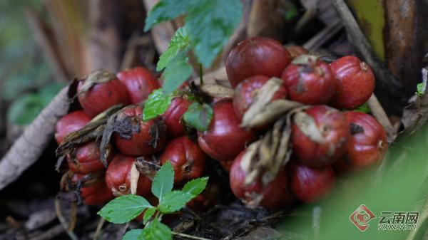 最新草果价格与探索自然美景之旅的双重体验
