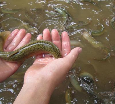 泥鳅最新价格及市场走势与专业解读