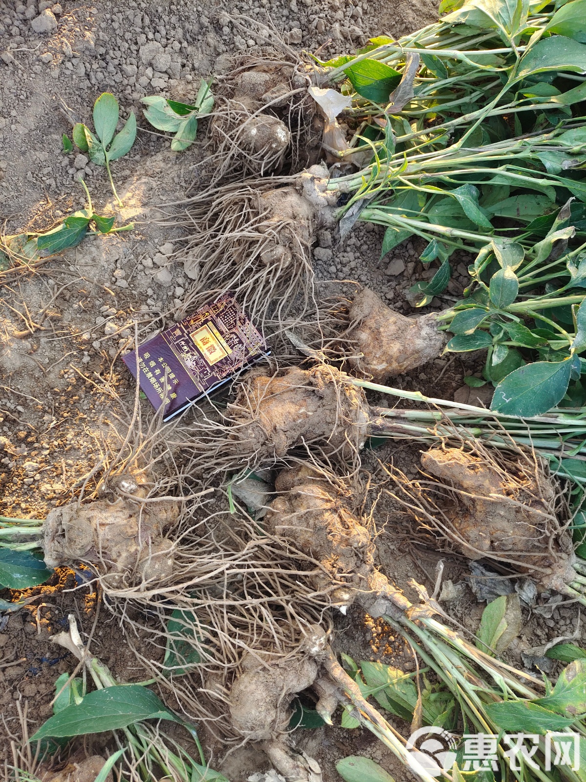 鲜白术最新价格,探寻自然美景与药材之旅