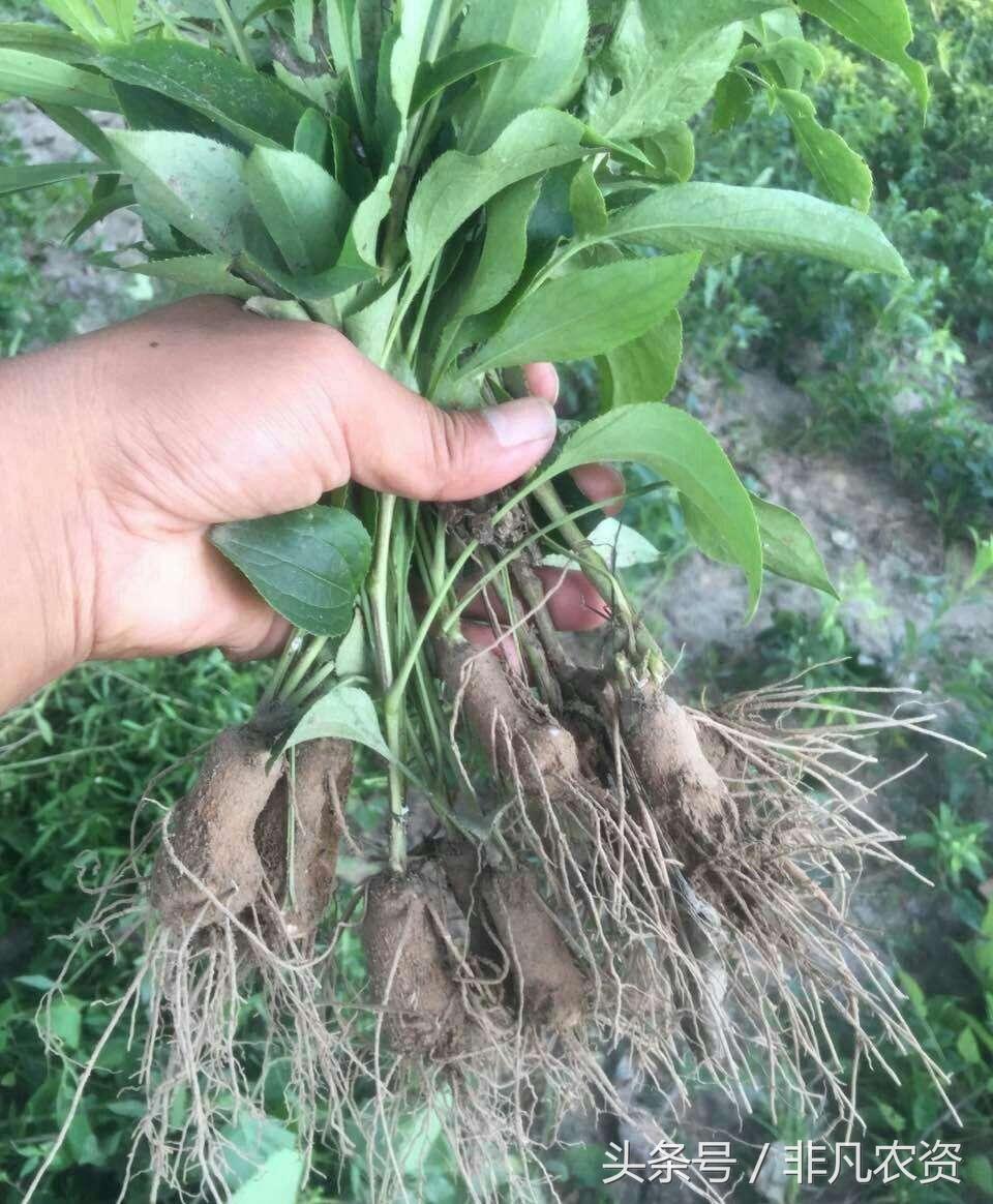 鲜白术最新价格,探寻自然美景与药材之旅