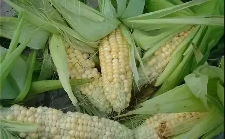 邢台玉米最新价格与温情故事