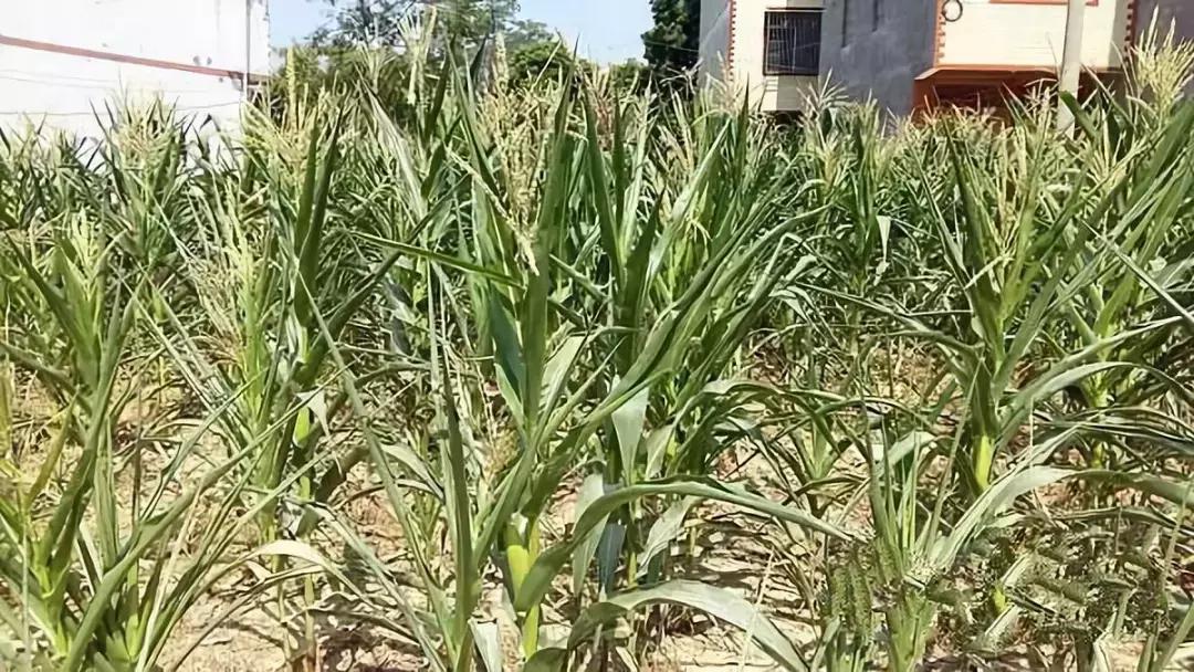 邢台玉米最新价格与温情故事