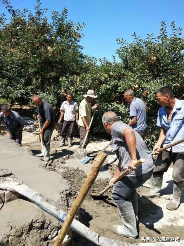 邢台玉米最新价格与温情故事