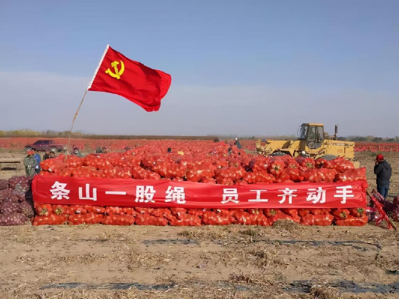 甘肃洋葱最新行情,学习变化,提升自信与成就感之路