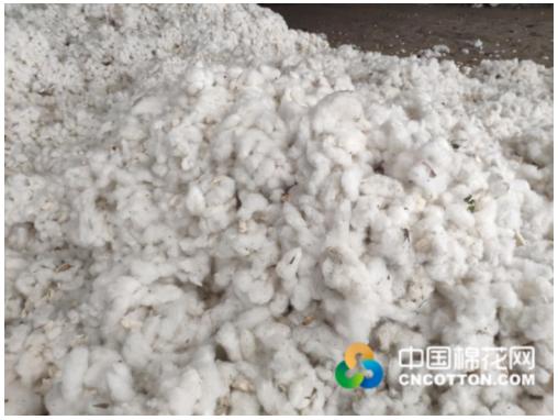 山东籽棉价格最新动态更新