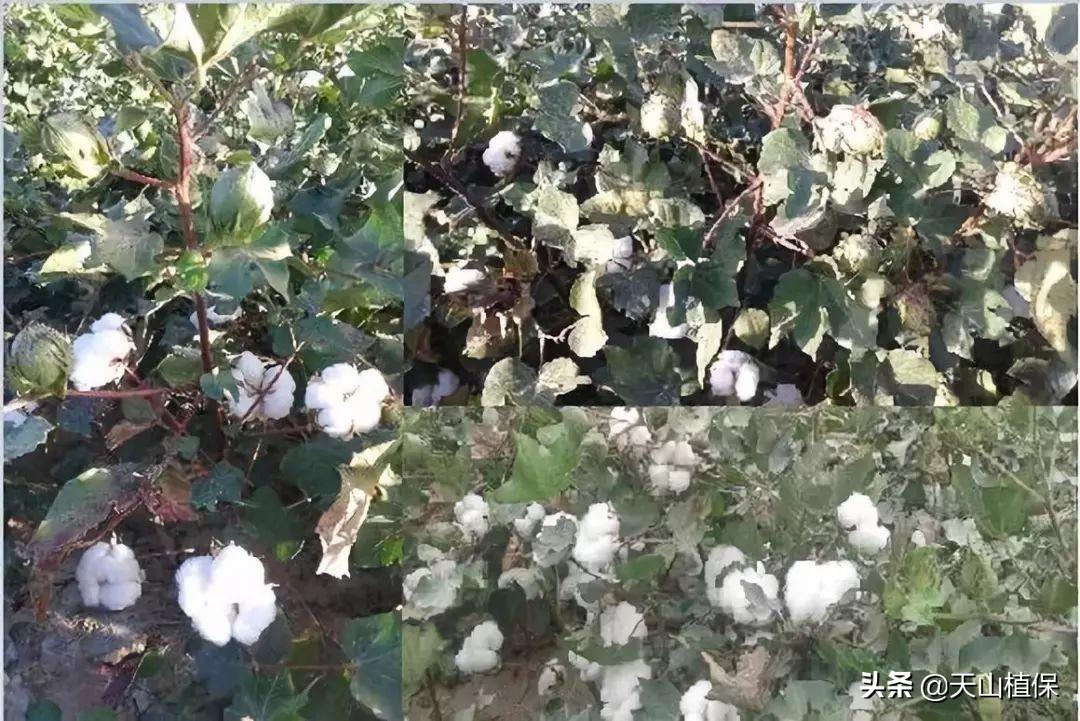 山东籽棉价格最新动态更新