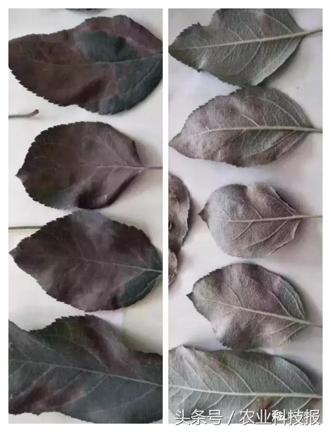 最新炭疽病治疗药物,变化、学习与信心的力量探索