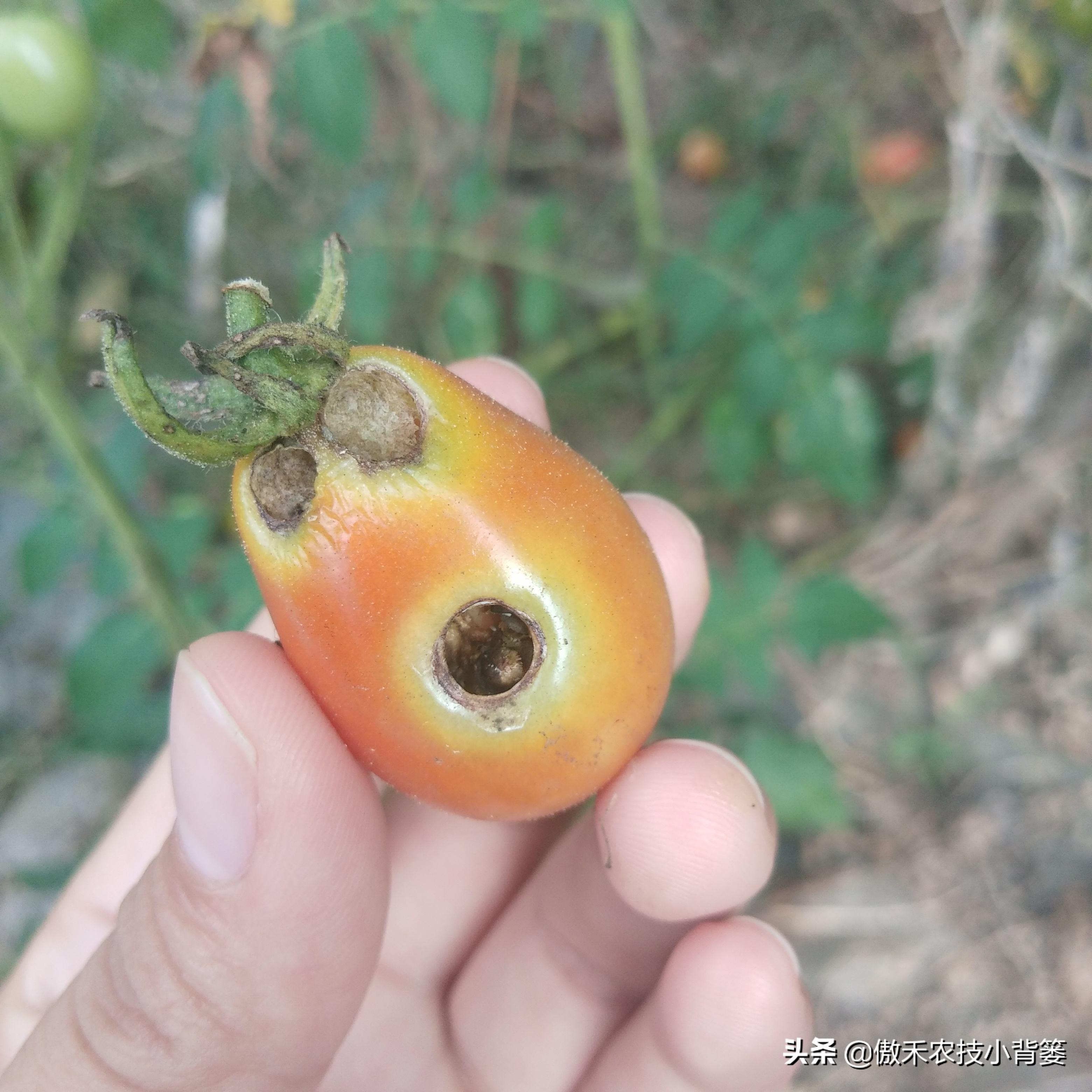 最新炭疽病治疗药物,变化、学习与信心的力量探索