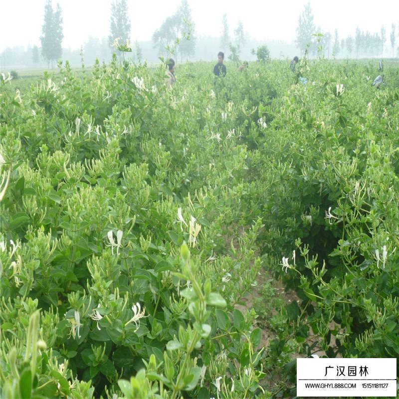 金银花最新行情与机遇，价格变动中的自信与成就感之源