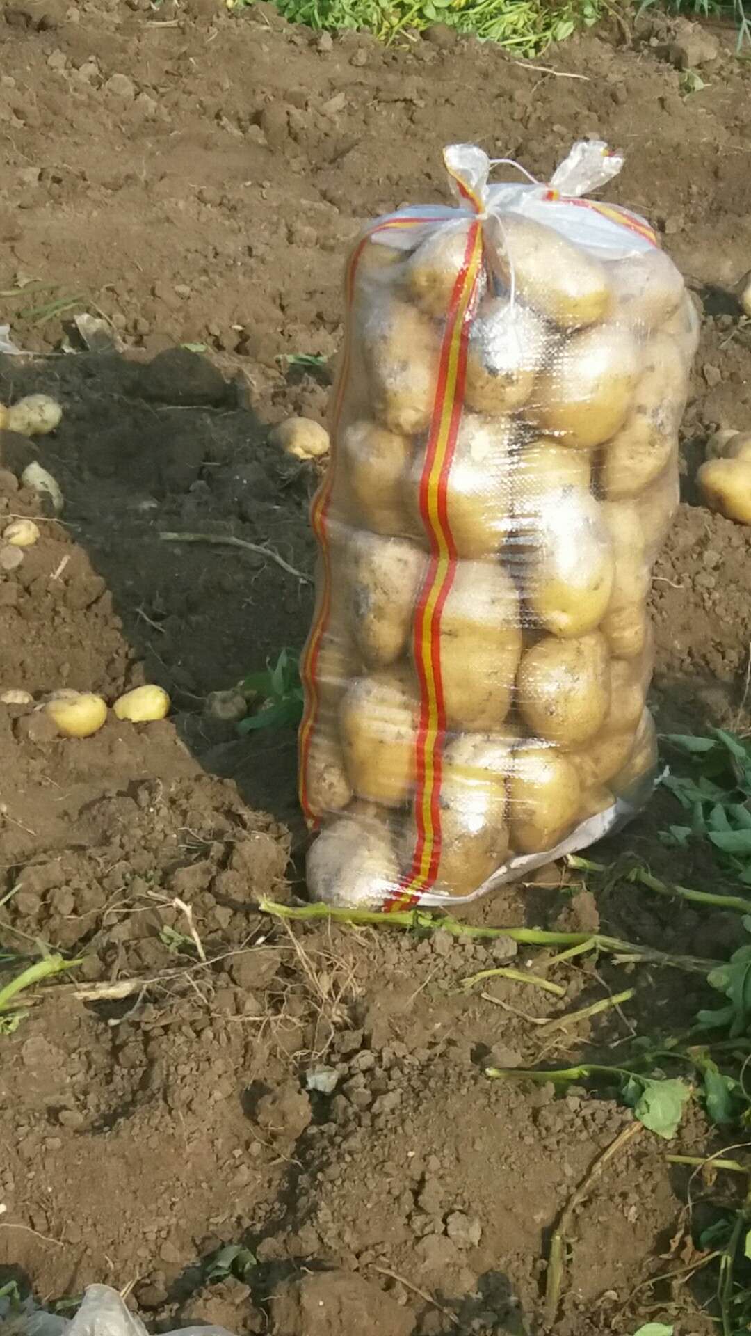 甘蓝最新收购价格及获取步骤指南