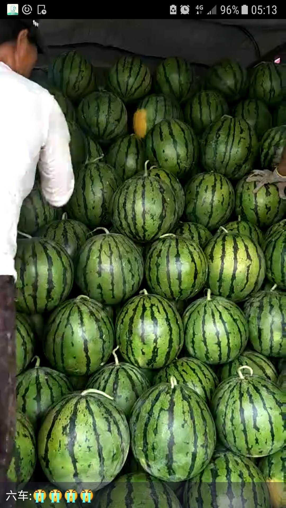 甘蓝最新收购价格及获取步骤指南