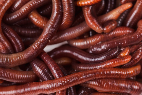 最新蠕虫,网络威胁的深度解析与观点阐述