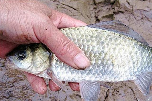 高科技智能鱼探设备引领海洋探索新时代，最新鱼讯速递