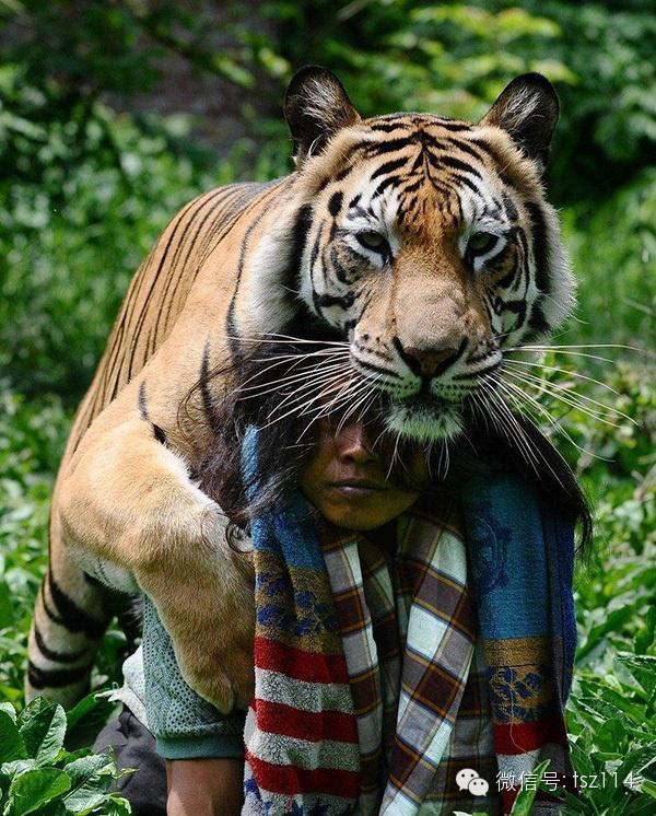 最新人与兽技能学习与实践步骤指南，从理论到实操的全面指南