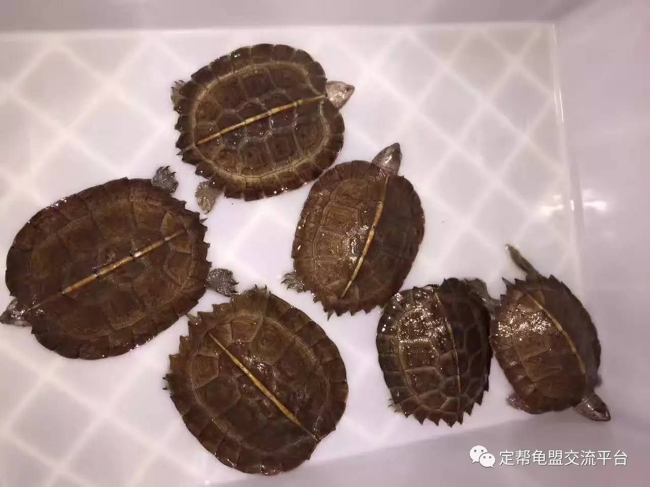 今日龟价波动中的自我价值实现与成就感探寻