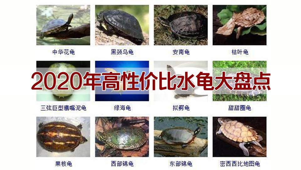 今日龟价波动中的自我价值实现与成就感探寻