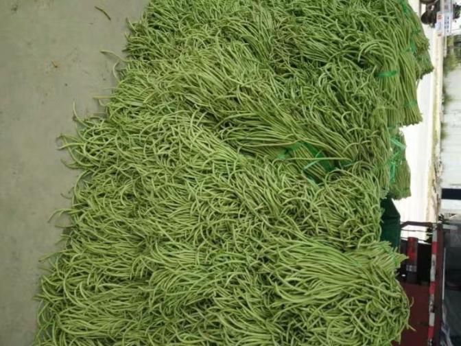 合浦豆角最新价格指南，获取与比较豆角价格的方法及最新价格更新通知