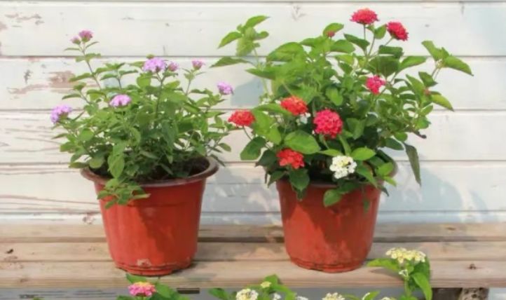 最新跳蛋阅读视频，温馨的读书时光探索之旅