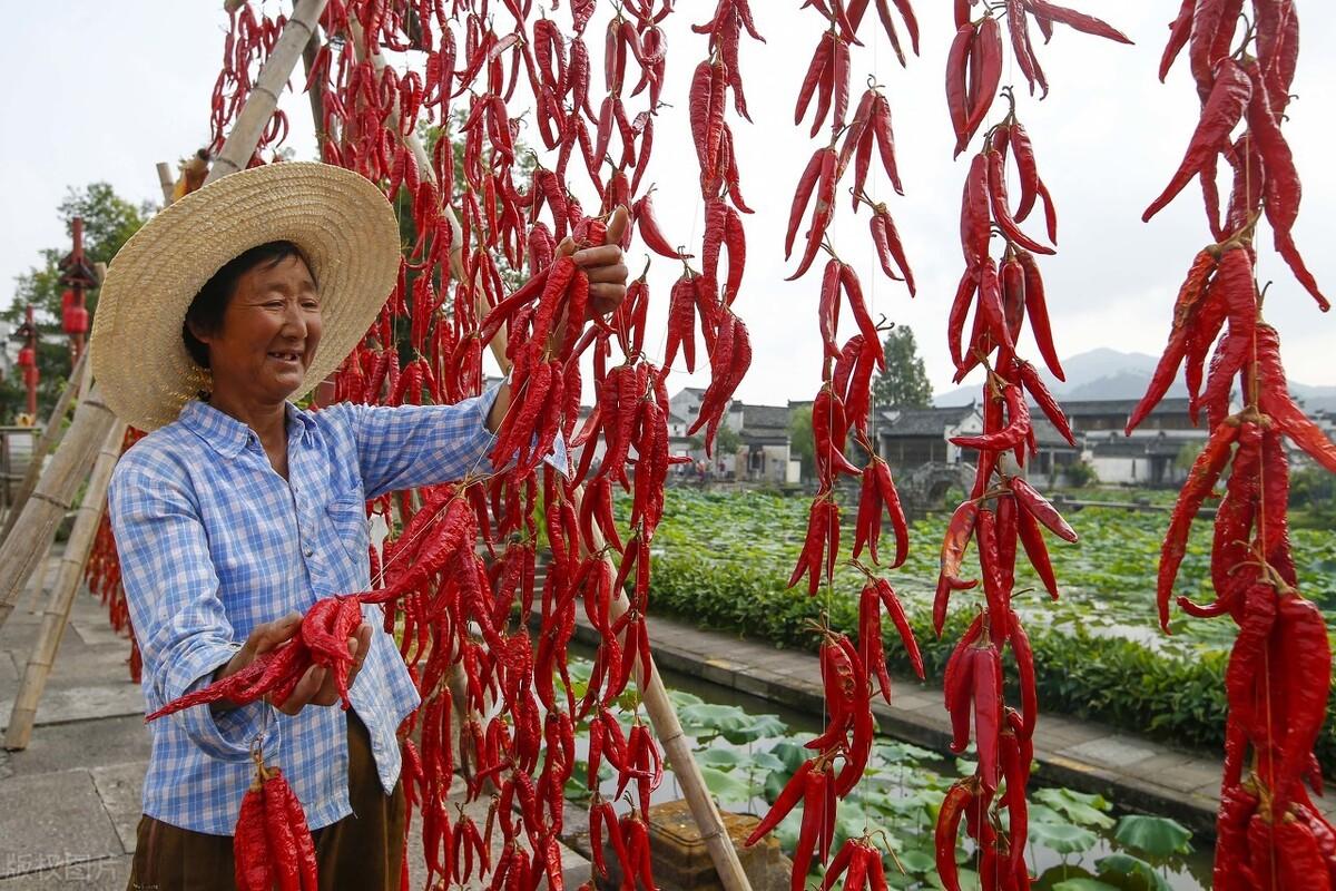 安徽黄豆价格最新行情与一粒豆子的励志故事