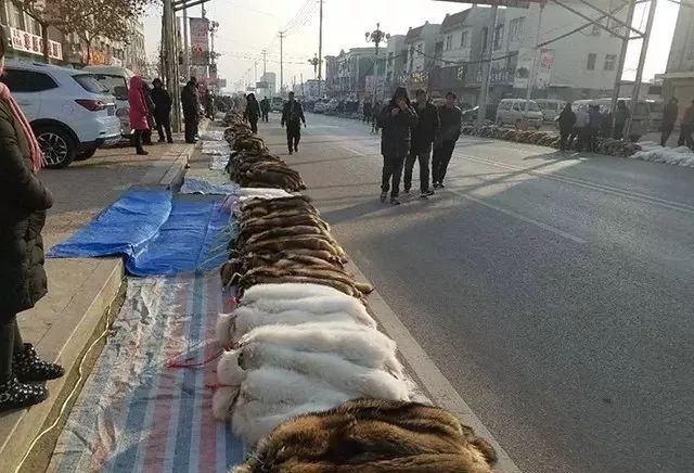 尚村貉子皮最新价格行情报告