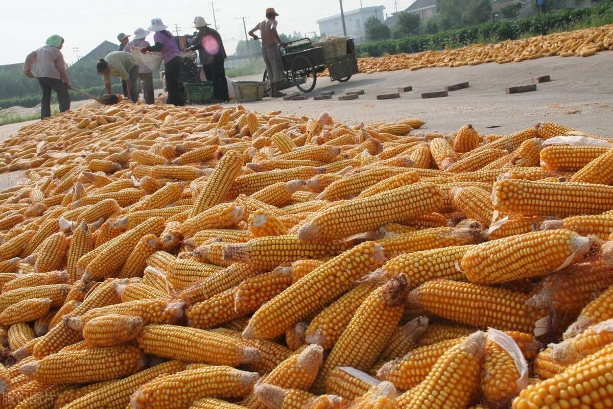 开封玉米最新行情与巷弄深处的玉米香揭秘