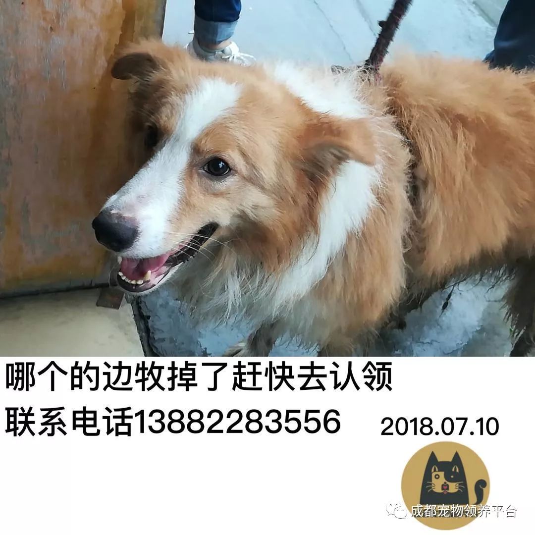 成都最新寻狗记，巷弄深处特色小店中的寻宠之旅