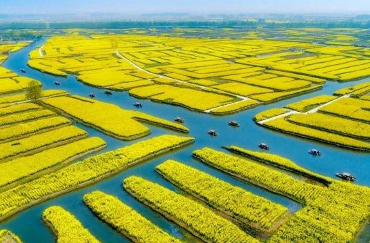 农夫综合最新动态深度解析与我的观点分享