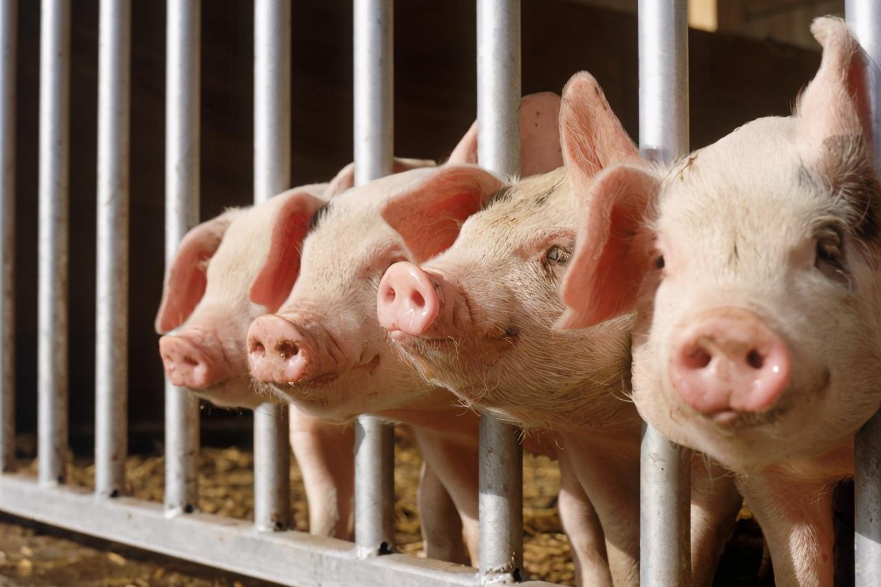 今日鸡蛋价格,时代的见证与市场的波动