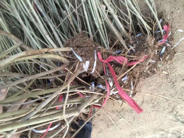 连翅最新价格深度解析，历史背景、重要事件与地位探讨
