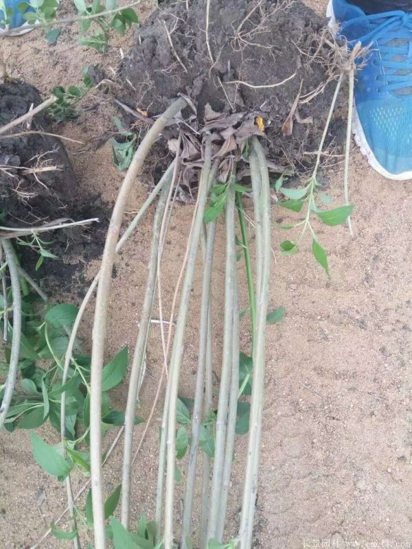 连翅最新价格深度解析,历史背景、重要事件与地位探讨