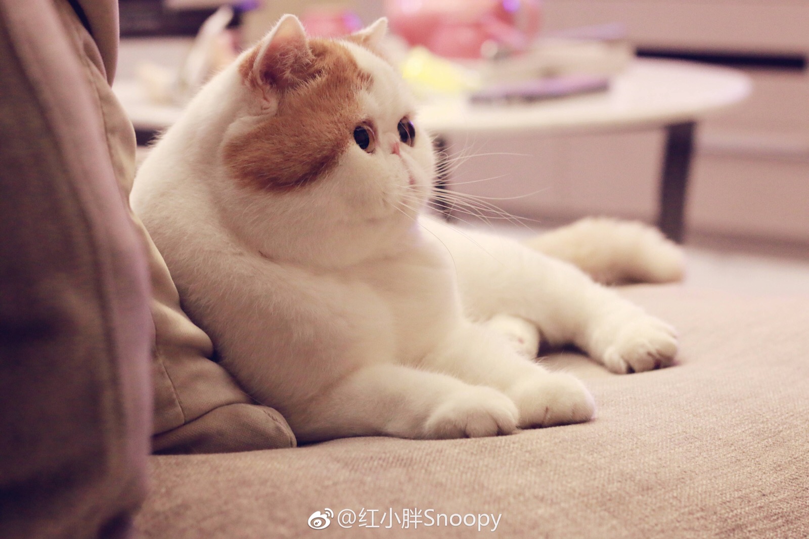 小胖Snoopy最新萌照,瞬间融化人心!