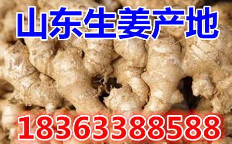 鲜姜最新价格揭秘，自然美景背后的旅行探索之旅