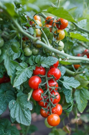 番茄最新作品,用学习之钥,开启自信与成就的大门