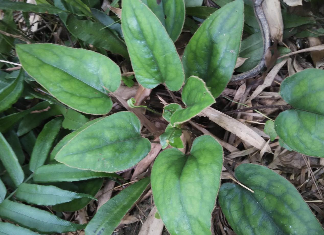 今日黄连最新价格及小巷隐秘宝藏,探寻特色小店的奇妙之旅