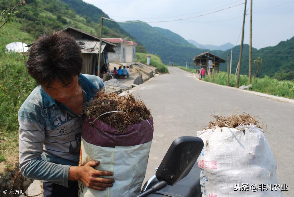今日黄连最新价格及小巷隐秘宝藏,探寻特色小店的奇妙之旅