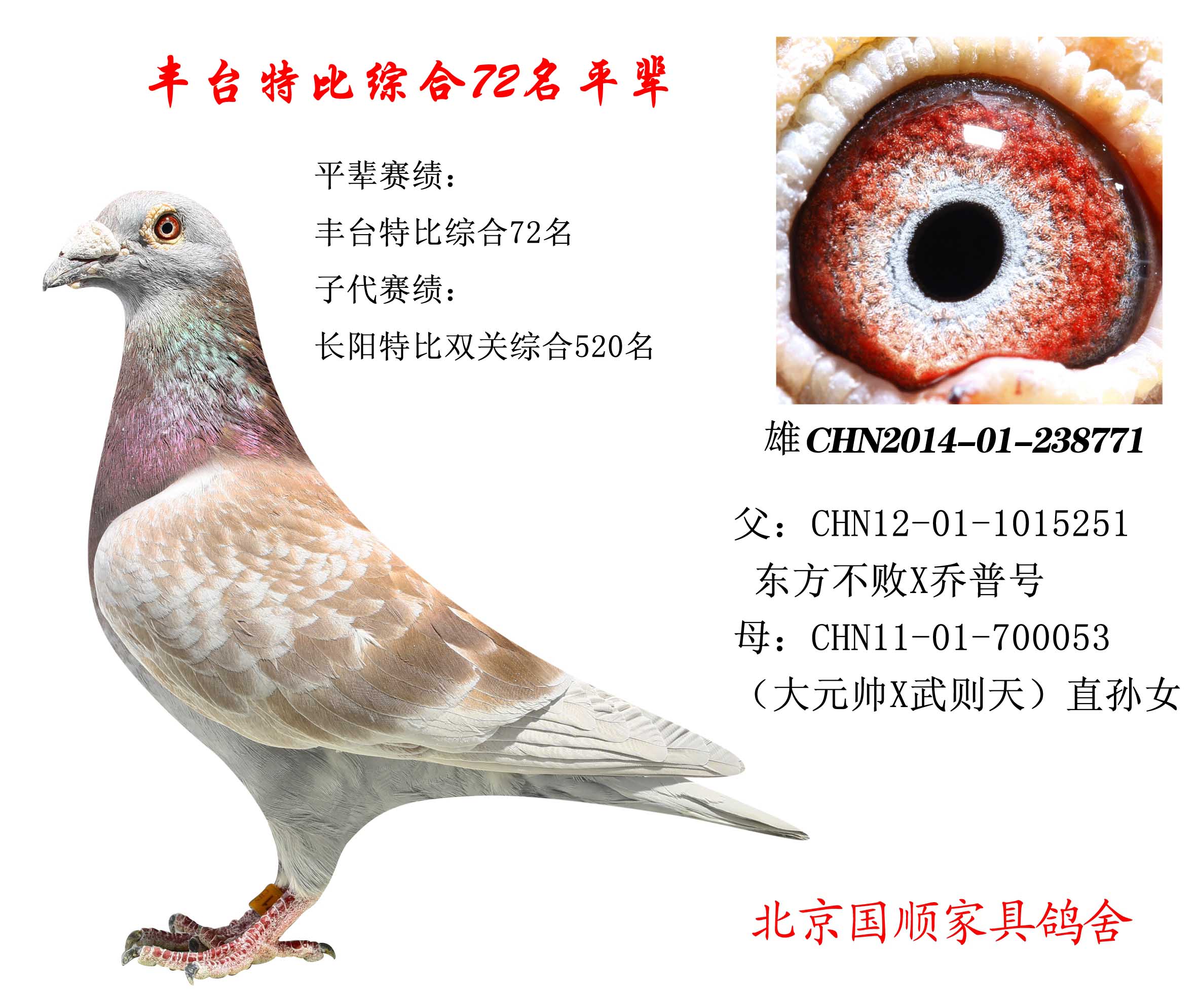 丰台信鸽最新赛事指南，参赛步骤与赛事概览
