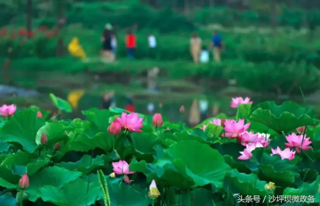 歌乐山最新规划,科技引领未来,重塑全新生活体验