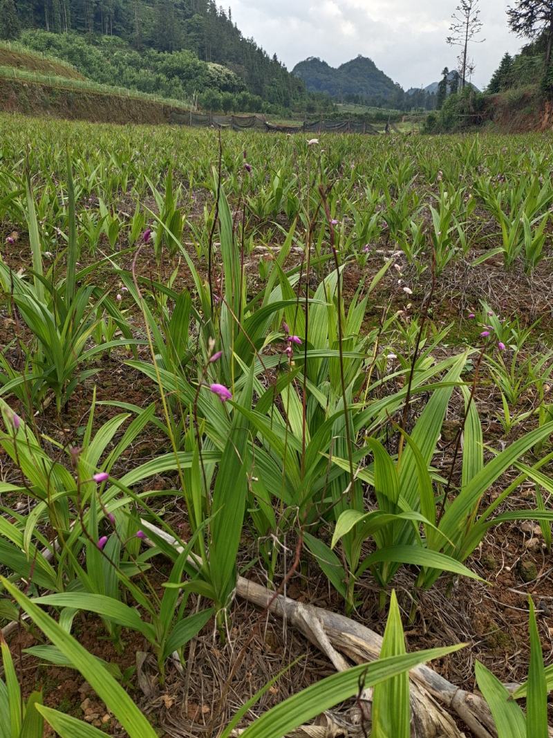 最新白芨贴吧,变化中的学习,自信与成就感的源泉