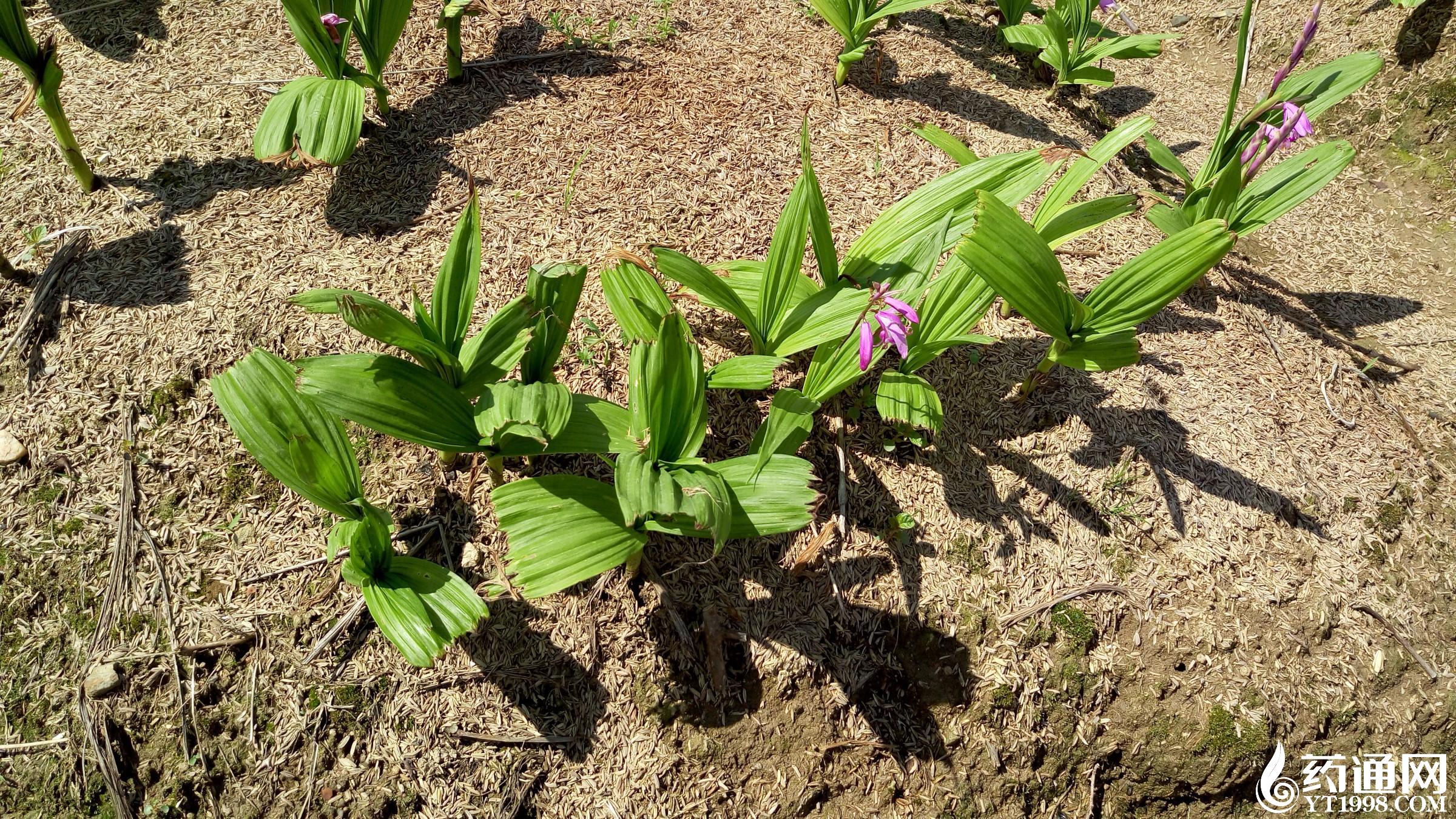 最新白芨贴吧,变化中的学习,自信与成就感的源泉