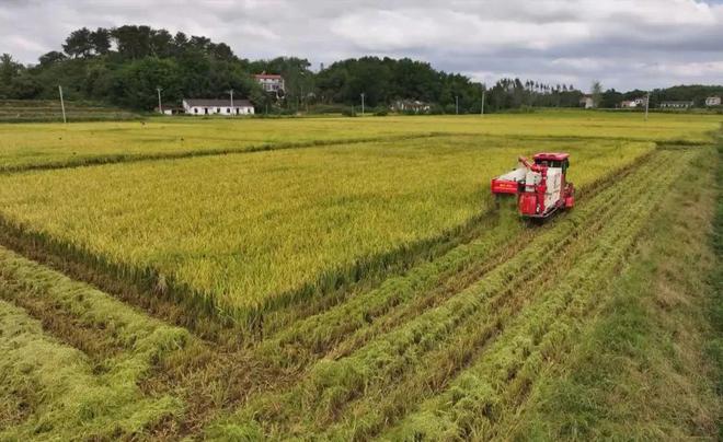 最新直播稻技术揭秘,小巷深处的稻田直播秘境探索